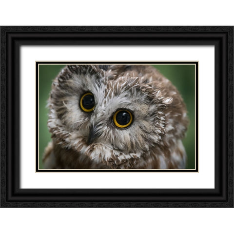Usa-Alaska This tiny saw-whet owl is a permanent resident of the Alaska Raptor Center Black Ornate Wood Framed Art Print with Double Matting by Sederquist, Betty