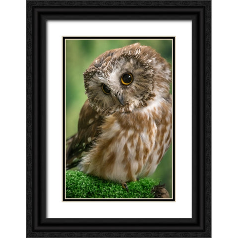 Usa-Alaska This tiny saw-whet owl is a permanent resident of the Alaska Raptor Center in Sitka Black Ornate Wood Framed Art Print with Double Matting by Sederquist, Betty