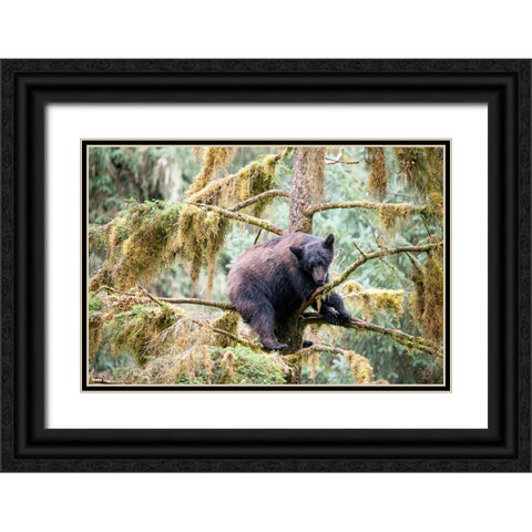 Black bear cub finds safety in a tree at Anan Creek. Black Ornate Wood Framed Art Print with Double Matting by Sederquist, Betty