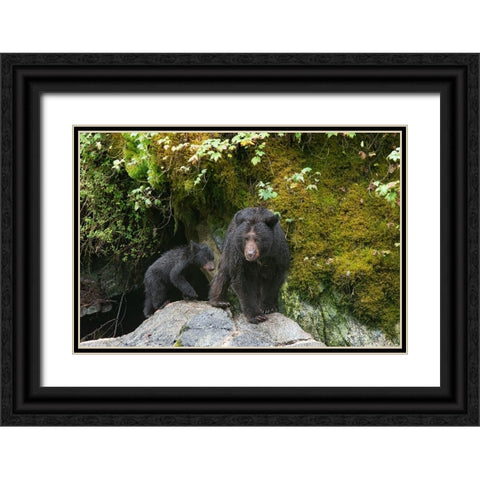 Black bear cub following its mama at Anan Creek. Black Ornate Wood Framed Art Print with Double Matting by Sederquist, Betty