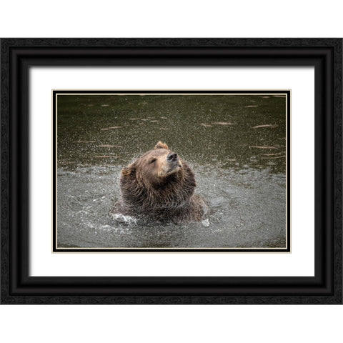 Brown bear at Fortress of the Bear- a rescue center in Sitka- shakes off water. Black Ornate Wood Framed Art Print with Double Matting by Sederquist, Betty