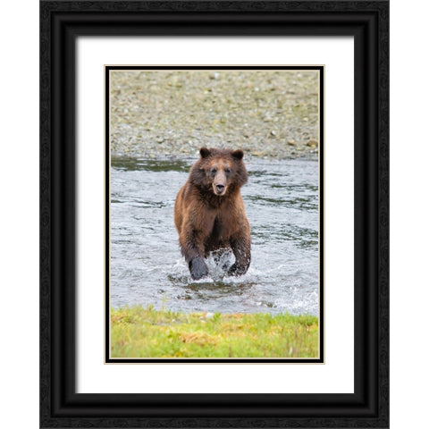 Brown bear chases after a salmon dinner at Pack Creek. Black Ornate Wood Framed Art Print with Double Matting by Sederquist, Betty
