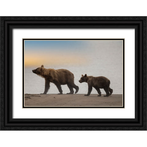Brown bear cub and sow walk a Cook Inlet beach. Black Ornate Wood Framed Art Print with Double Matting by Sederquist, Betty