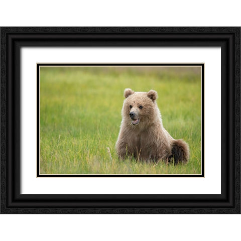 Brown bear cub eating sedge grasses. Black Ornate Wood Framed Art Print with Double Matting by Sederquist, Betty