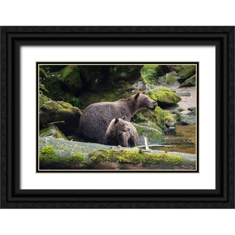 Brown bear cub staying close to mom at Anan Creek. Black Ornate Wood Framed Art Print with Double Matting by Sederquist, Betty