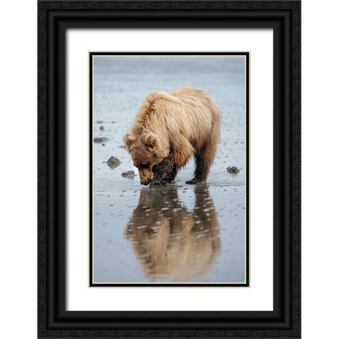 Brown bear digs for clams in the mud of Cook Inlet. Black Ornate Wood Framed Art Print with Double Matting by Sederquist, Betty