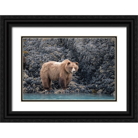 a brown bear looking for food at low tide- Muir Inlet- Glacier Bay. Black Ornate Wood Framed Art Print with Double Matting by Sederquist, Betty