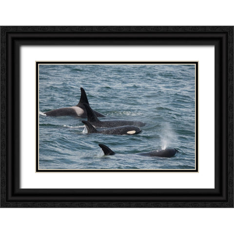 An orca family swimming along Icy Strait- Alaska. Black Ornate Wood Framed Art Print with Double Matting by Sederquist, Betty