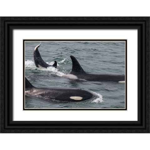 An orca family swimming along Icy Strait- Alaska. Black Ornate Wood Framed Art Print with Double Matting by Sederquist, Betty
