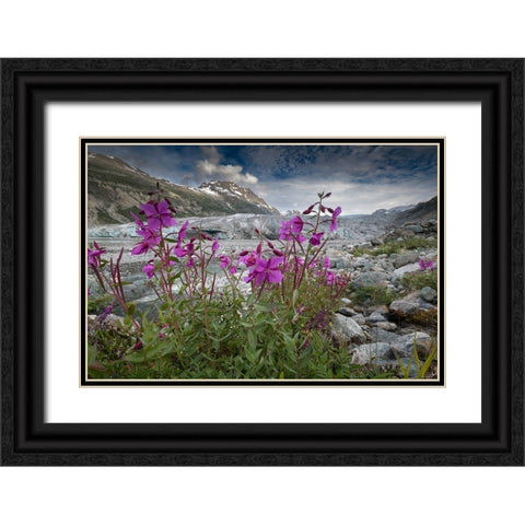 Beach beauty flowers thriving near the terminus of Reid Glacier- Glacier Bay. Black Ornate Wood Framed Art Print with Double Matting by Sederquist, Betty