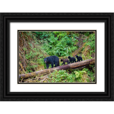 Black bear triplets follow mom at Anan Creek. Black Ornate Wood Framed Art Print with Double Matting by Sederquist, Betty