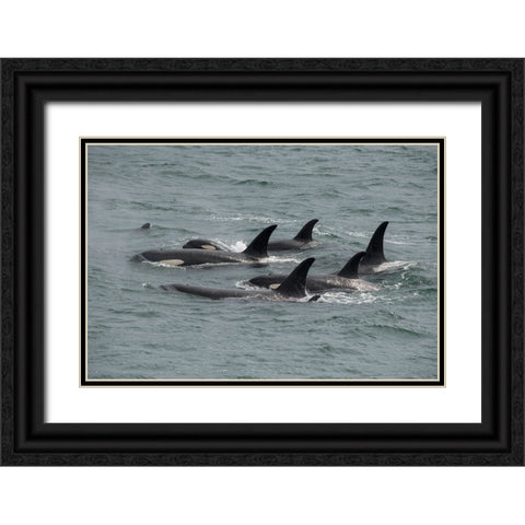 Big pod of orcas in Icy Strait a family unit. Black Ornate Wood Framed Art Print with Double Matting by Sederquist, Betty