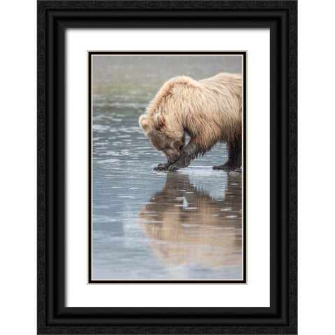 Clamming brown bear reflected at low tide along Cook Inlet. Black Ornate Wood Framed Art Print with Double Matting by Sederquist, Betty