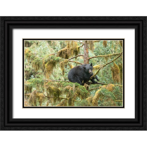 Cub resting in a tree to escape male bears- which could kill it. Black Ornate Wood Framed Art Print with Double Matting by Sederquist, Betty