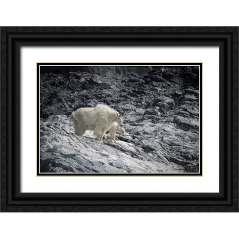 Mama mountain goat and her kid find their footing at Gloomy Knob- Glacier Bay. Black Ornate Wood Framed Art Print with Double Matting by Sederquist, Betty