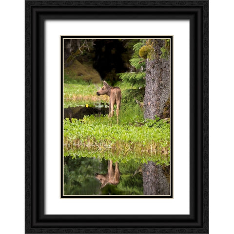 Tiny moose calf waits for its mother at a rainforest pond at Bartlett Cove- Glacier Bay. Black Ornate Wood Framed Art Print with Double Matting by Sederquist, Betty