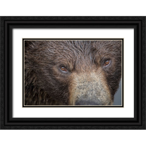 Ultra closeup of a brown bear at Fortress of the Bear- a Sitka rescue center. Black Ornate Wood Framed Art Print with Double Matting by Sederquist, Betty