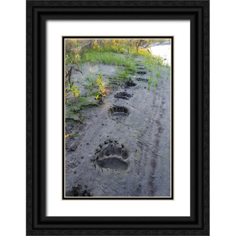 USA- Alaska- Noatak National Preserve. Fresh tracks from a Brown Bear. Black Ornate Wood Framed Art Print with Double Matting by Norrsell, Fredrik