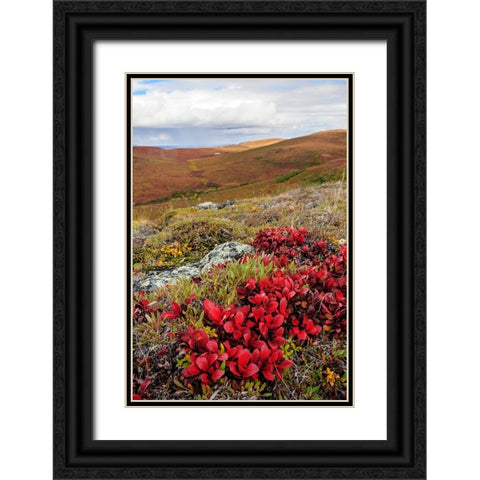 USA- Alaska- Noatak National Preserve. Alpine Bearberry on arctic tundra in autumn colors. Black Ornate Wood Framed Art Print with Double Matting by Norrsell, Fredrik