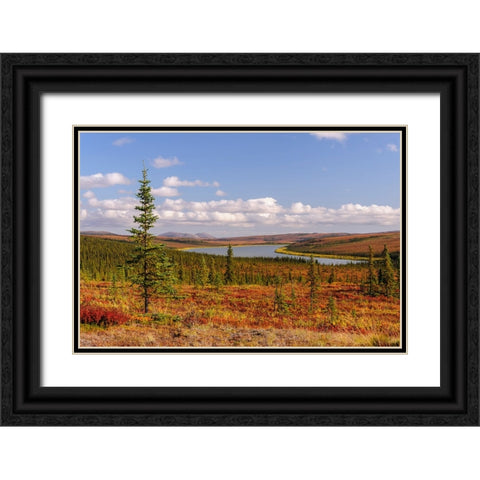 USA- Alaska- Kotzebue- Noatak River. Autumn colors along the Noatak River. Black Ornate Wood Framed Art Print with Double Matting by Norrsell, Fredrik