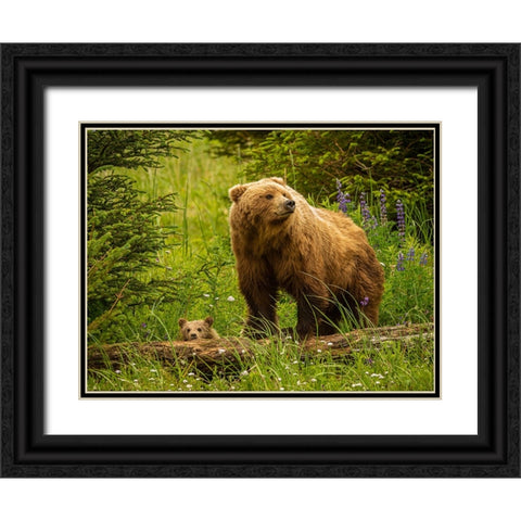 USA-Alaska-Female grizzly bear and cub Black Ornate Wood Framed Art Print with Double Matting by Theodore, George and Marilu