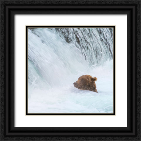 Alaska- Brooks Falls. Grizzly bear swims at the base of the falls. Black Ornate Wood Framed Art Print with Double Matting by Muir, Janet