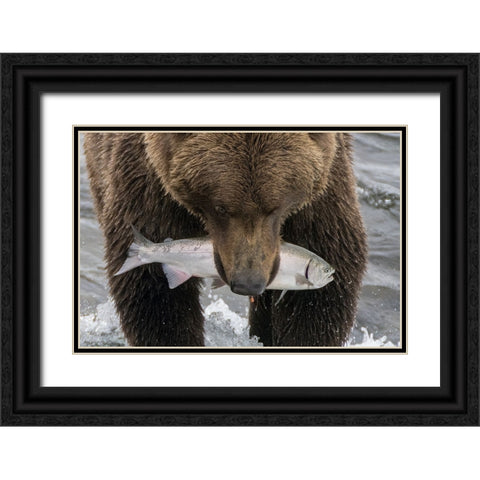 Alaska- Brooks Falls. Grizzley bear holding a salmon in its mouth. Black Ornate Wood Framed Art Print with Double Matting by Muir, Janet