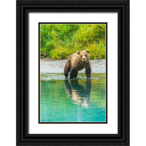 Alaska- Lake Clark. Young grizzly bear walks along the shoreline. Black Ornate Wood Framed Art Print with Double Matting by Muir, Janet