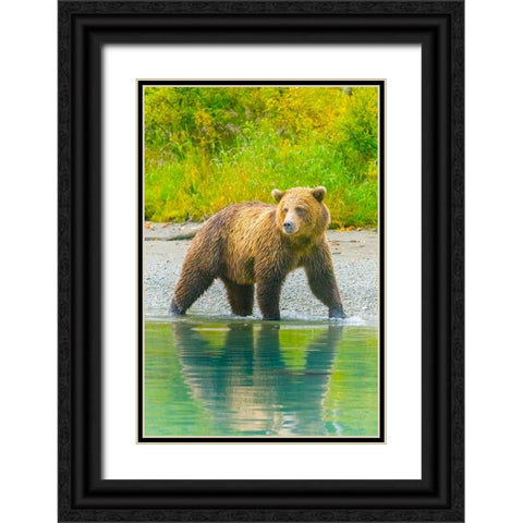 Alaska- Lake Clark. Grizzly bear walks along the shoreline. Black Ornate Wood Framed Art Print with Double Matting by Muir, Janet