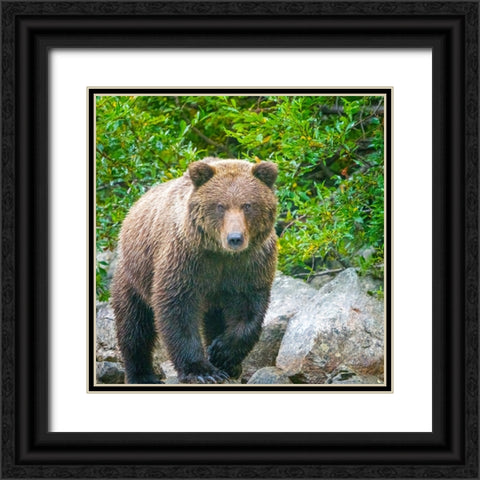 Alaska- Lake Clark. Walking grizzly bear with green foliage in background. Black Ornate Wood Framed Art Print with Double Matting by Muir, Janet