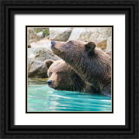 Alaska- Lake Clark. Headshots of two grizzly bears swimming. Black Ornate Wood Framed Art Print with Double Matting by Muir, Janet