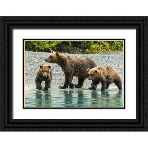 Alaska- Lake Clark. Mom and two cubs walking along the shoreline. Black Ornate Wood Framed Art Print with Double Matting by Muir, Janet
