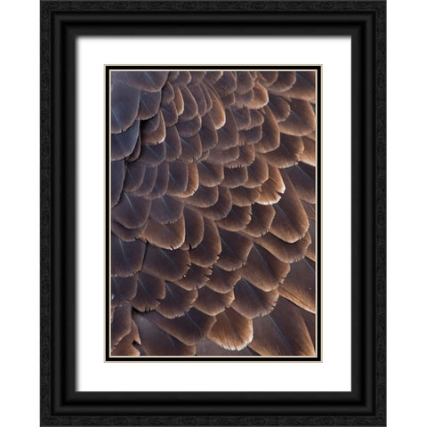 Close-up of Bald Eagle feather-Homer-Alaska-USA Black Ornate Wood Framed Art Print with Double Matting by Su, Keren