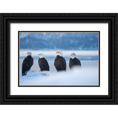 Bald Eagle-Homer-Alaska-USA Black Ornate Wood Framed Art Print with Double Matting by Su, Keren