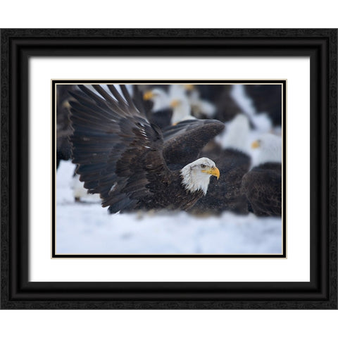 Bald Eagle-Homer-Alaska-USA Black Ornate Wood Framed Art Print with Double Matting by Su, Keren