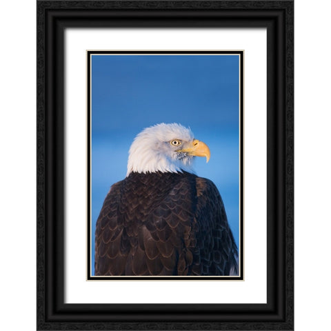 Bald Eagle-Homer-Alaska-USA Black Ornate Wood Framed Art Print with Double Matting by Su, Keren