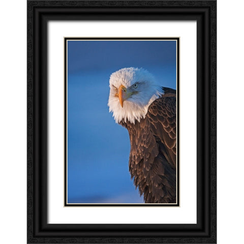 Bald Eagle-Homer-Alaska-USA Black Ornate Wood Framed Art Print with Double Matting by Su, Keren