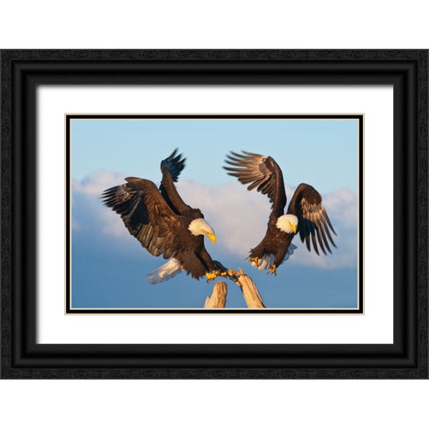 Bald Eagle-Homer-Alaska-USA Black Ornate Wood Framed Art Print with Double Matting by Su, Keren