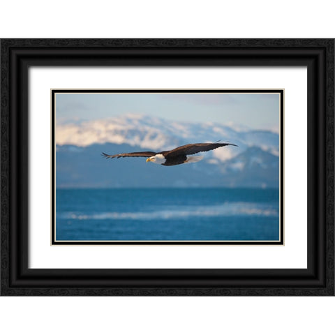 Bald Eagle flying over the ocean-snow mountain in the distance-Homer-Alaska-USA Black Ornate Wood Framed Art Print with Double Matting by Su, Keren