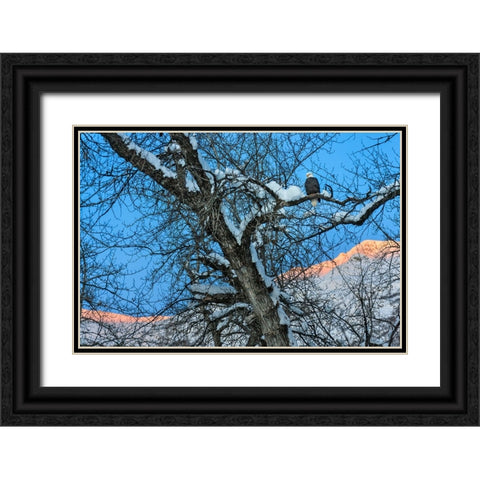 Bald Eagle perched on a tree covered with snow-snow mountain in the distance-Haines-Alaska-USA Black Ornate Wood Framed Art Print with Double Matting by Su, Keren