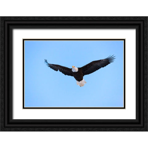 Bald Eagle flying in the sky-Haines-Alaska-USA Black Ornate Wood Framed Art Print with Double Matting by Su, Keren