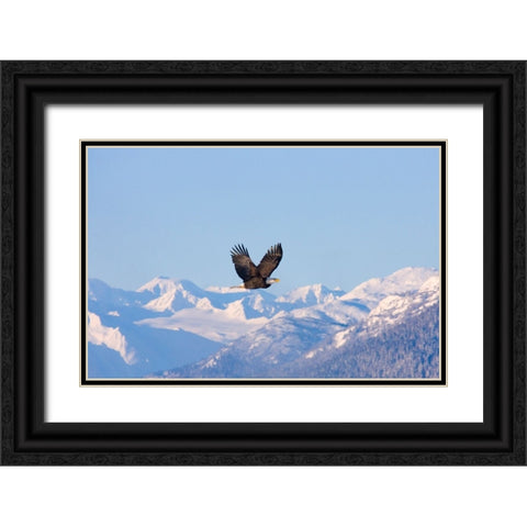 Bald Eagle flying over snow mountain-Haines-Alaska-USA Black Ornate Wood Framed Art Print with Double Matting by Su, Keren