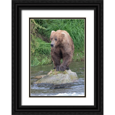 Brown Bear catching salmon in Brooks River-Katmai National Park-Alaska-USA Black Ornate Wood Framed Art Print with Double Matting by Su, Keren