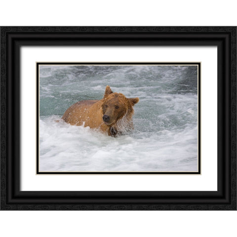 Brown Bear catching salmon at Brooks Falls-Katmai National Park-Alaska-USA Black Ornate Wood Framed Art Print with Double Matting by Su, Keren