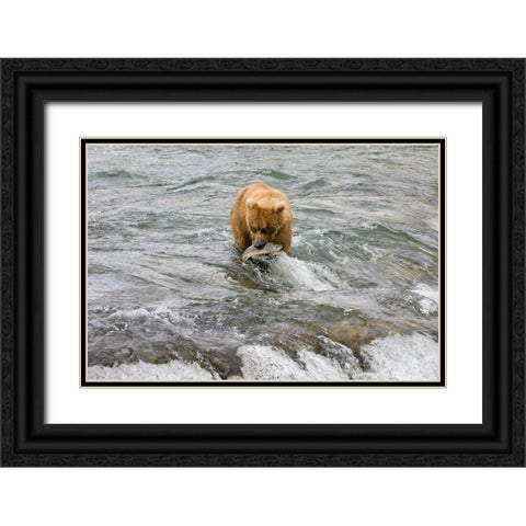 Brown Bear catching salmon at Brooks Falls-Katmai National Park-Alaska-USA Black Ornate Wood Framed Art Print with Double Matting by Su, Keren