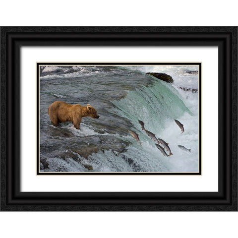 Tourists photographing Brown Bear catching salmon at Brooks Falls-Katmai National Park-Alaska-USA Black Ornate Wood Framed Art Print with Double Matting by Su, Keren