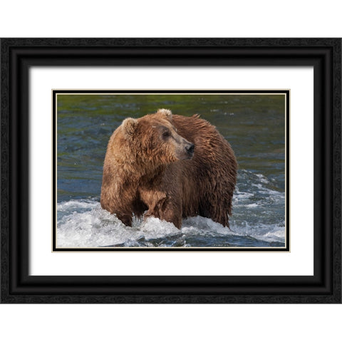 Brown Bear catching salmon at Brooks Falls-Katmai National Park-Alaska-USA Black Ornate Wood Framed Art Print with Double Matting by Su, Keren