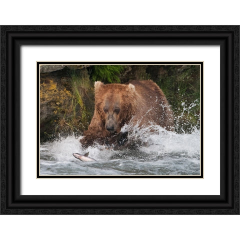 Brown Bear catching salmon at Brooks Falls-Katmai National Park-Alaska-USA Black Ornate Wood Framed Art Print with Double Matting by Su, Keren