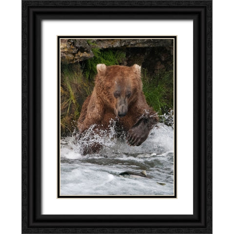 Brown Bear catching salmon at Brooks Falls-Katmai National Park-Alaska-USA Black Ornate Wood Framed Art Print with Double Matting by Su, Keren