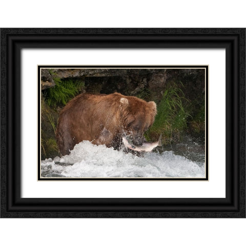 Brown Bear catching salmon at Brooks Falls-Katmai National Park-Alaska-USA Black Ornate Wood Framed Art Print with Double Matting by Su, Keren
